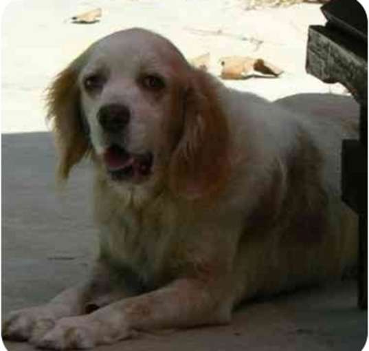 Photo of Bailey 2
