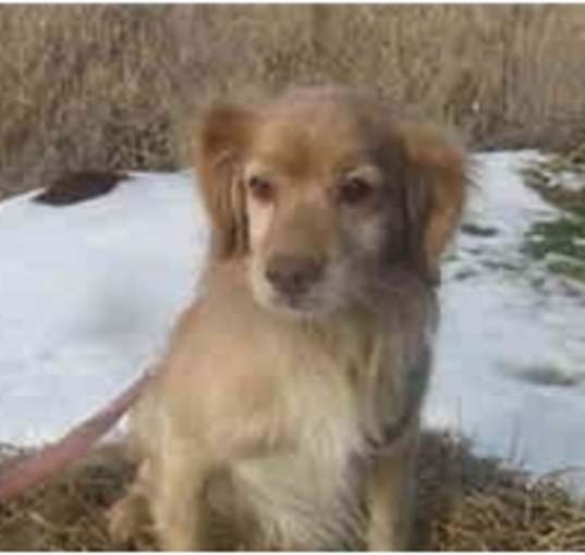 Photo of Buddy