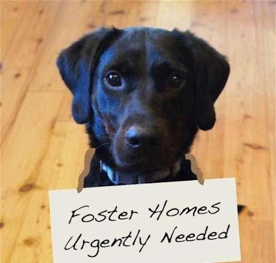 Photo of FOSTERS NEEDED