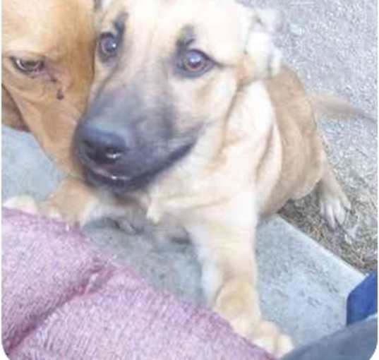 Photo of Harley