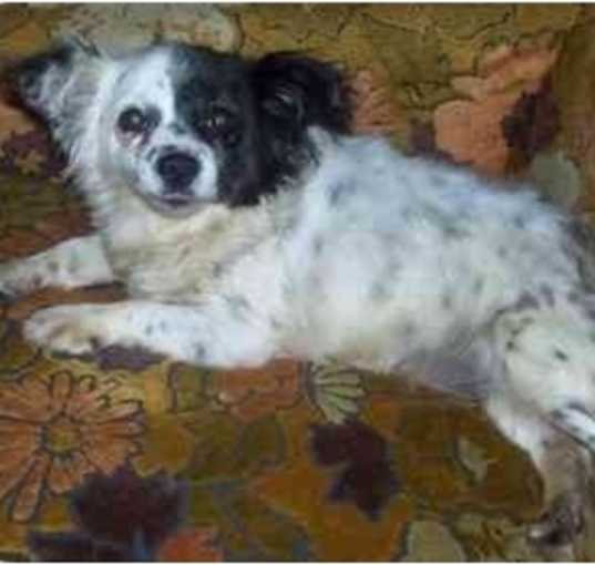 Photo of Pepper