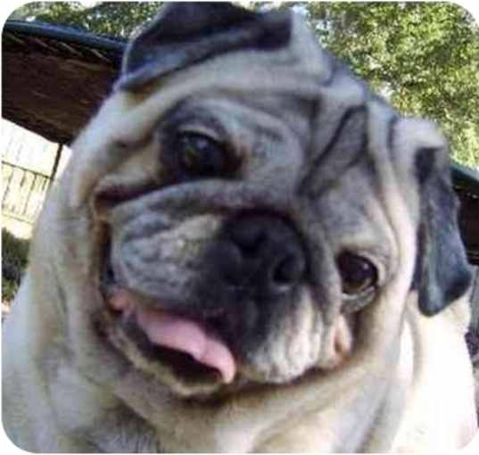 Photo of Pudge