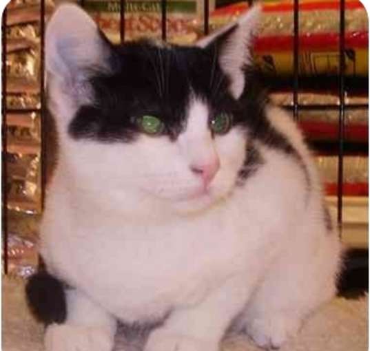 Photo of Zorro