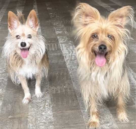 Photo of Rosie & Posie