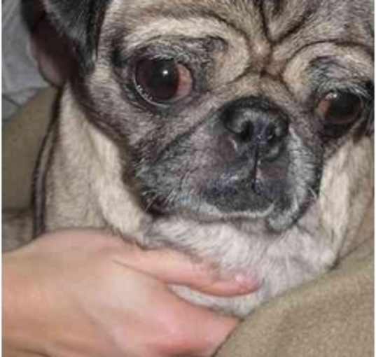 Photo of Holly