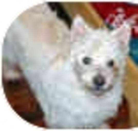 Photo of Sweet Adeline