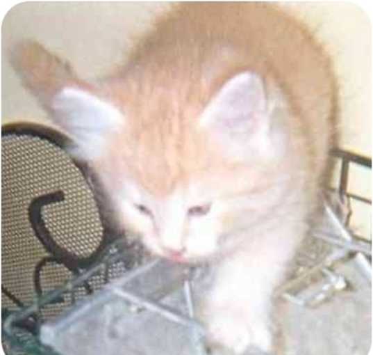 Photo of Nutmeg
