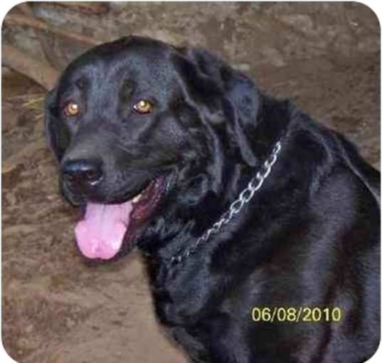 Photo of BEAR