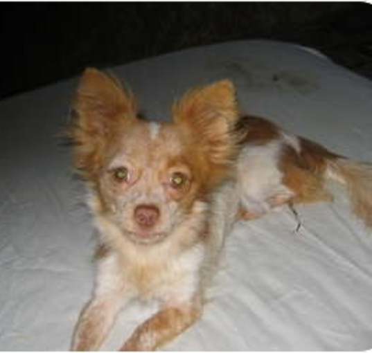 Photo of Chica
