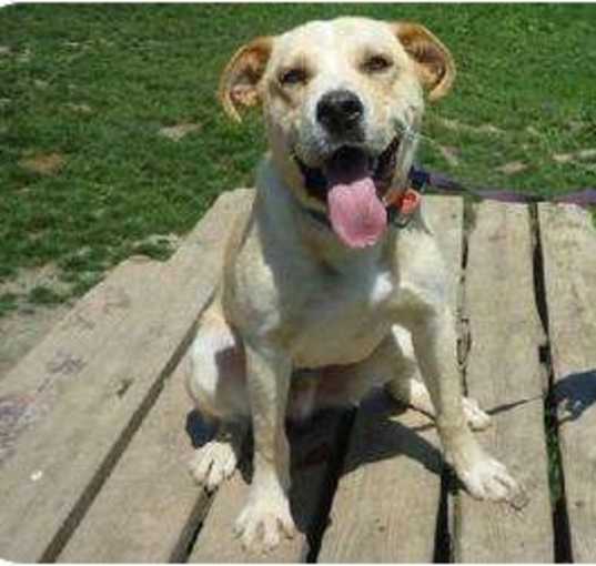 Photo of FONZIE - ok he's more of a Pottsie than a Fonzi