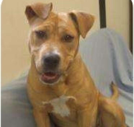 Photo of Tawny