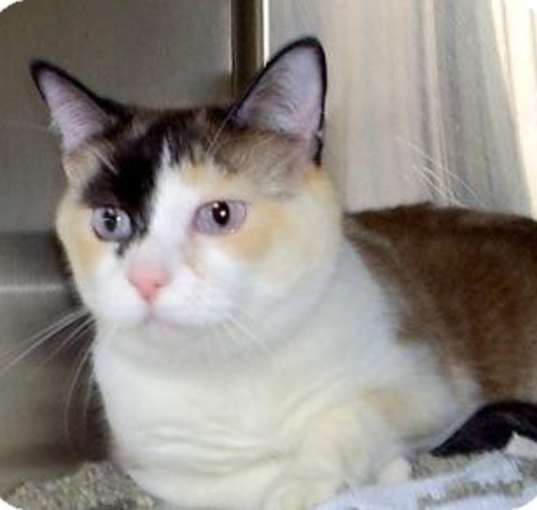 Photo of Sima