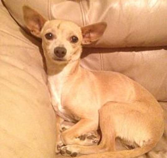 Photo of Goldie