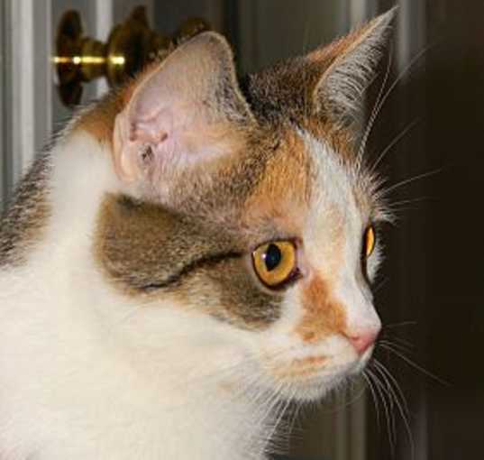 Photo of Blossom