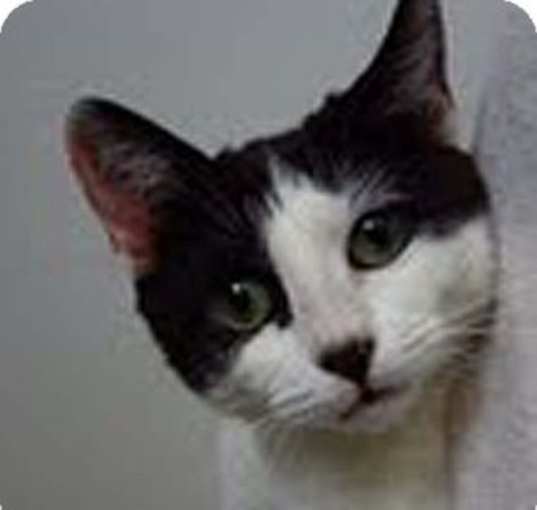 Photo of Samson