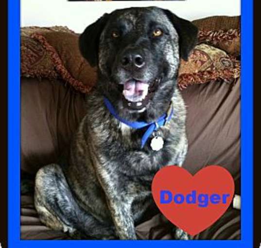 Photo of Dodger