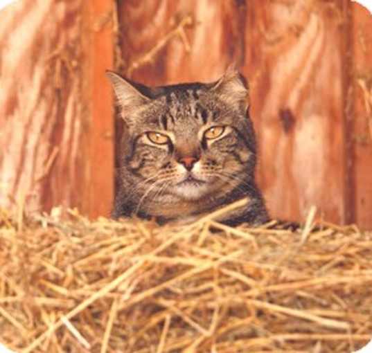 Photo of Barn Cats