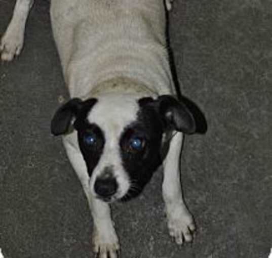 Photo of pointer