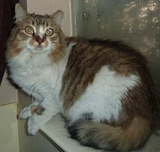 Photo of Minnow