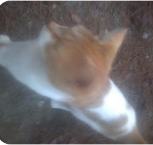 Photo of yelley (i need a home fast)