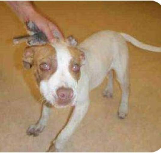 Photo of CAYENNE