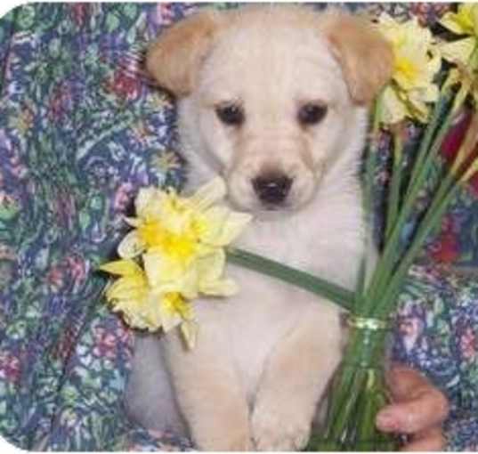 Photo of Ginger