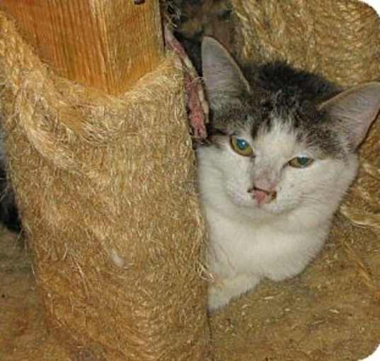 Photo of Barn cats need homes