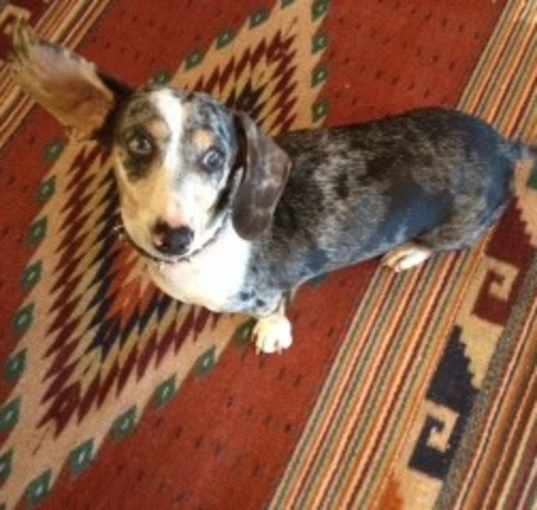 Photo of WILLOW