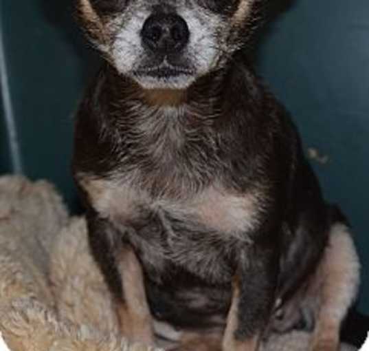 Photo of Bella