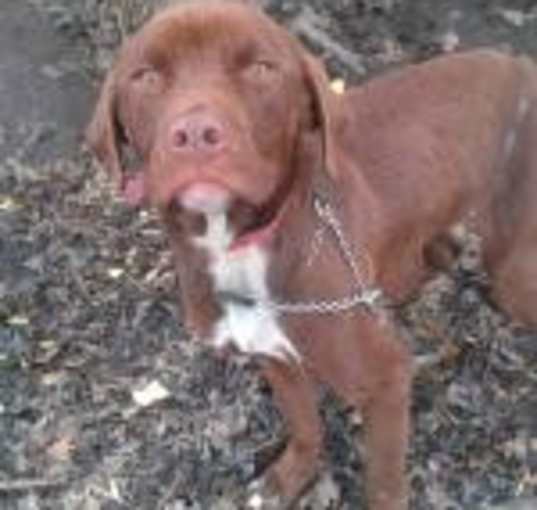 Photo of 'Franklin'