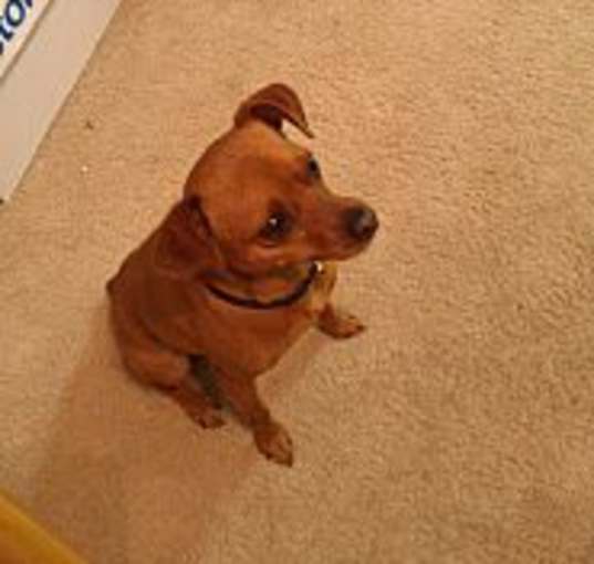 Photo of Sarge