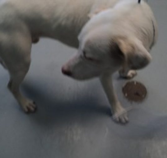 Photo of Scout
