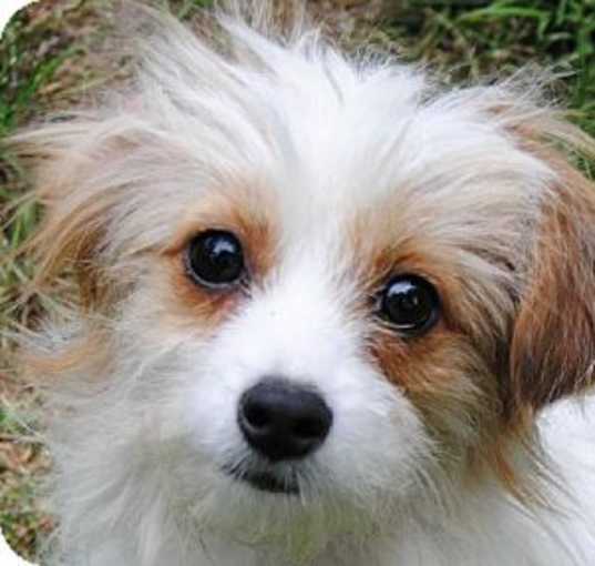 Photo of Cherry