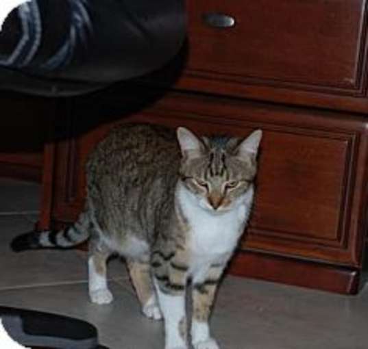 Photo of Keno