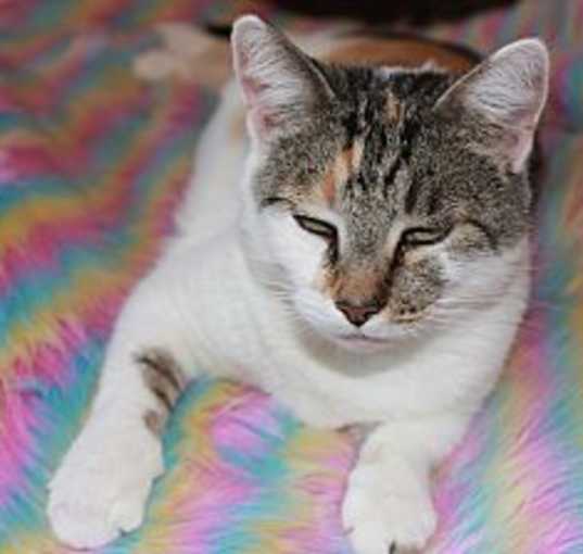 Photo of Delilah