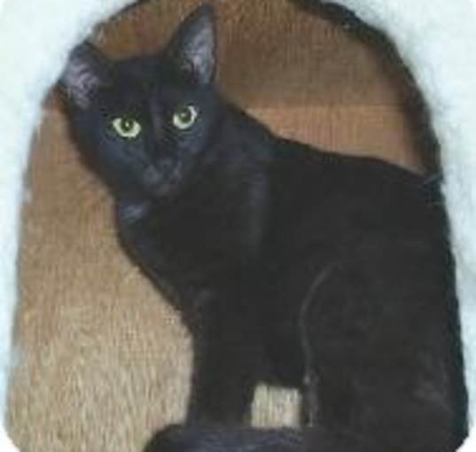 Photo of Sasha,F,0098