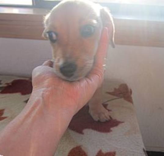Photo of Puppy2