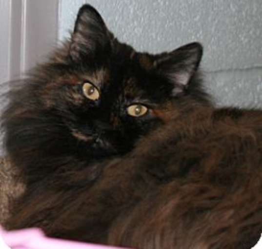Photo of Rosie