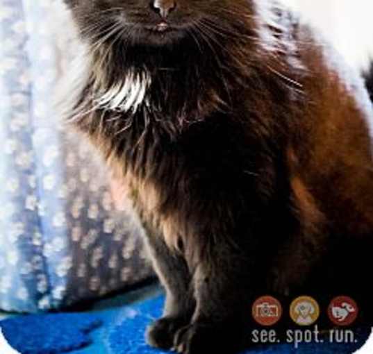 Photo of Violet