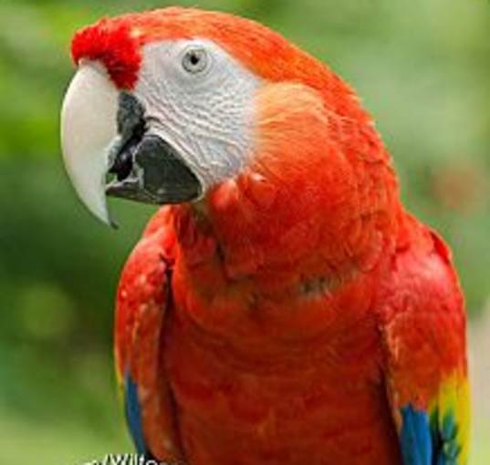 Photo of Red
