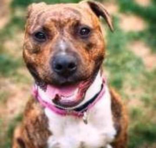 Photo of Ruby - Urgent!