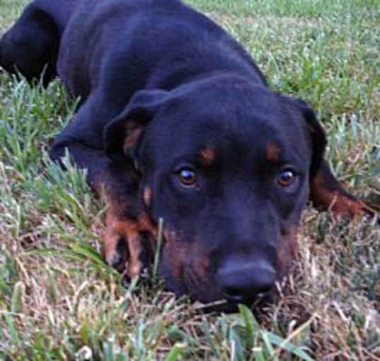 Photo of Dex