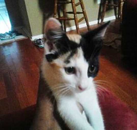 Photo of KIT