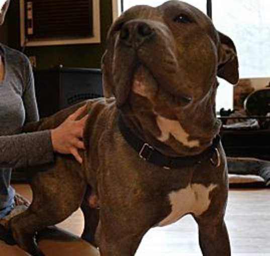 Photo of Tonka