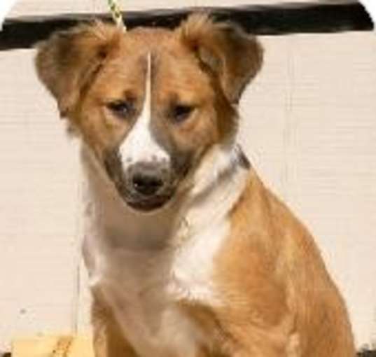 Photo of Taffy, SF 0417