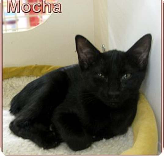 Photo of Mocha