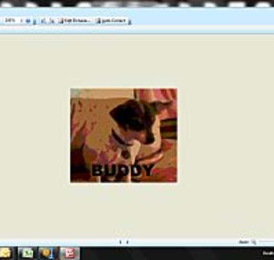 Photo of Buddy