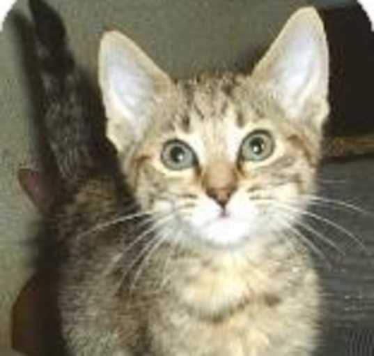 Photo of Diamond