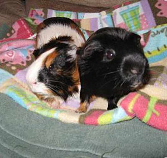 Photo of smores/ recess