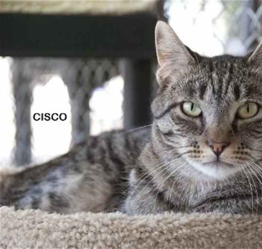 Photo of Cisco